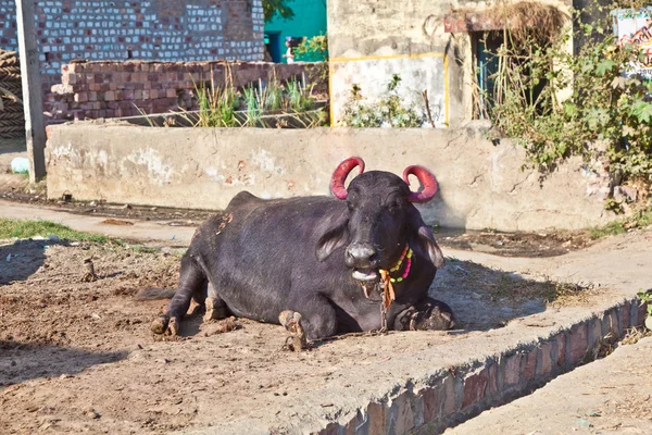 Kuh im Dorf — Stockfoto