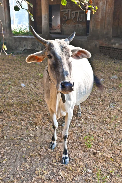 Osamělá kráva v oblasti ustupuje — Stock fotografie