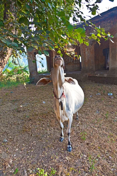 Vaca solitaria en una zona abandonada — Foto de Stock