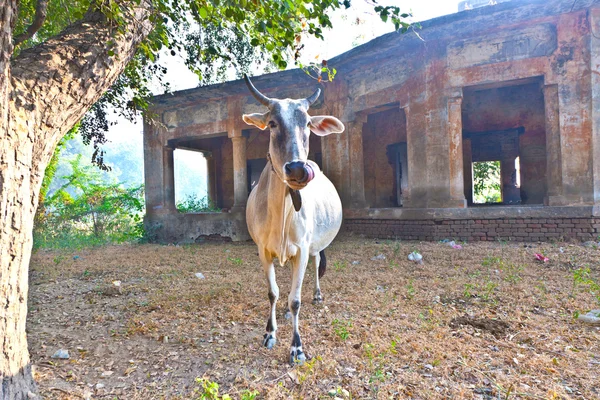 Abandonned 領域での孤独な牛 — ストック写真