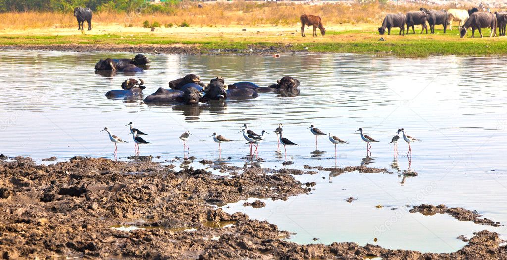 Cow resting in the lake with birds picking for insects