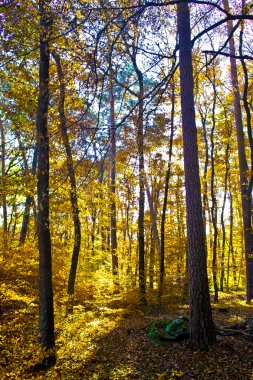 Trees in autumn in the forest clipart