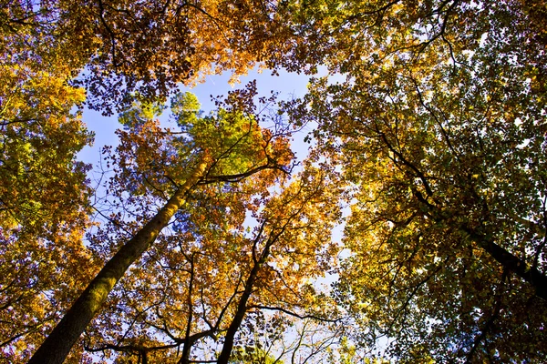 Árboles en otoño en el bosque —  Fotos de Stock