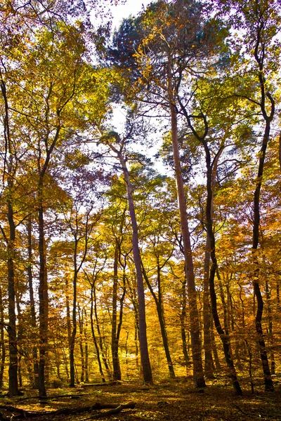 Árvores no outono na floresta — Fotografia de Stock