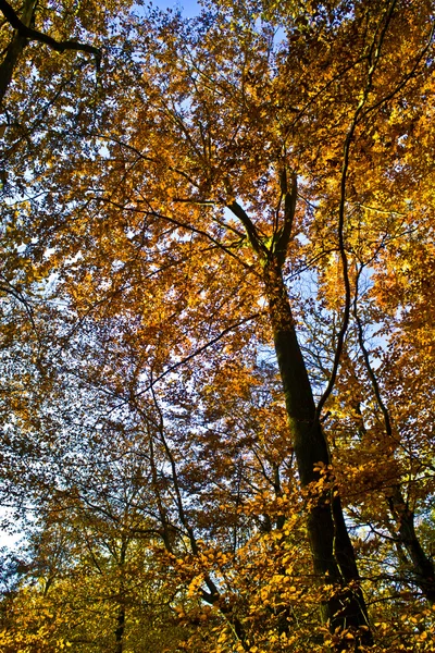 Sonbaharda ağaçlar orman — Stok fotoğraf