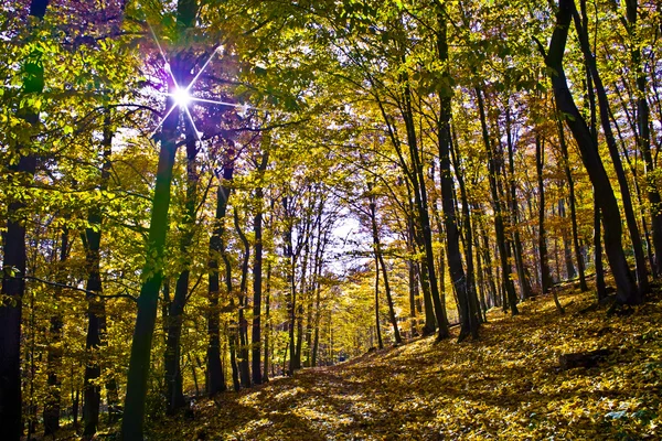 Дерева восени в лісі — стокове фото