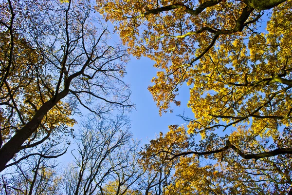 Деревья осенью в лесу — стоковое фото