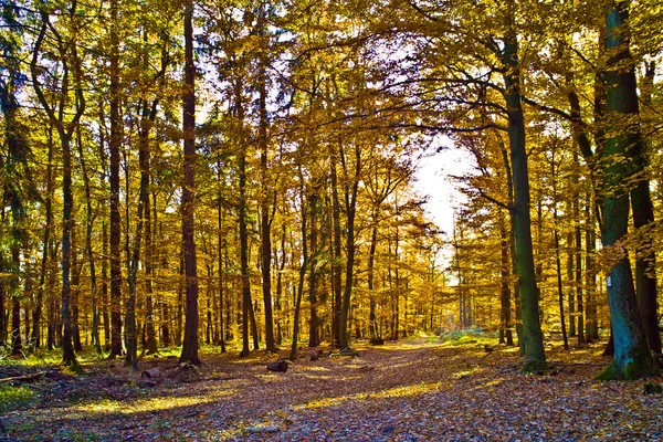 Arbres en automne dans la forêt — Photo