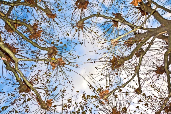 Kronan av plataner med blå himmel — Stockfoto