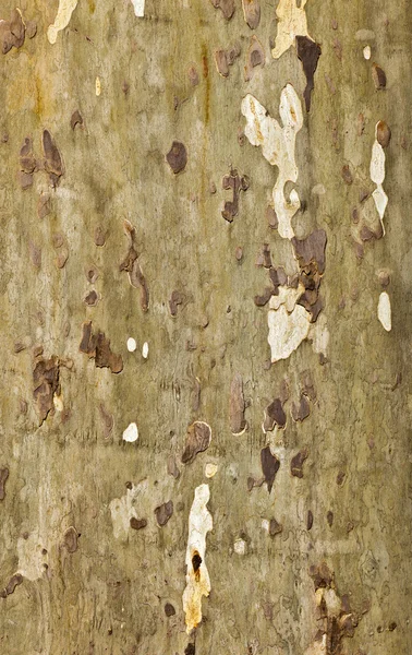 Patrón de corteza plana de un árbol —  Fotos de Stock