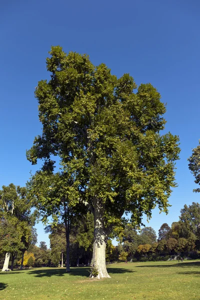 Bela árvore velha plana no parque — Fotografia de Stock