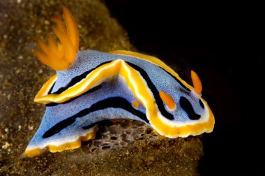 Nudibranch clipart