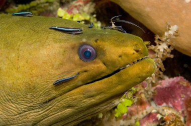 Moray eel clipart