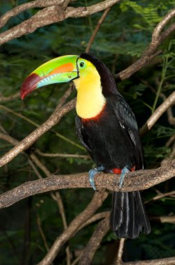 Toucan clipart