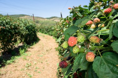 Blackberry orchard clipart