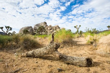 Desert landscape clipart