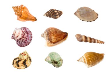 Sea shells clipart