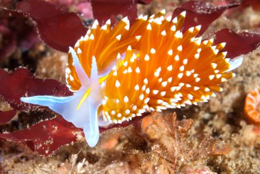 Colorful nudibranch clipart