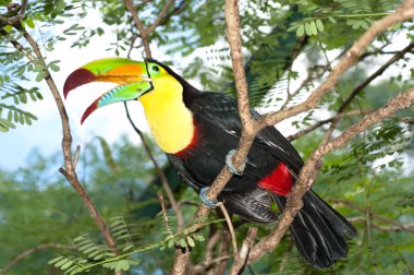 Colorful Toucan clipart