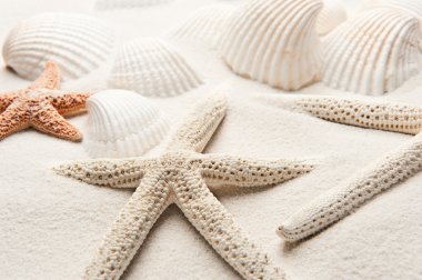 White Starfish clipart