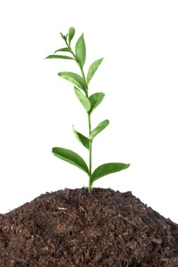 Plant growing clipart