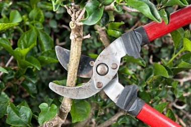 Pruning shears clipart