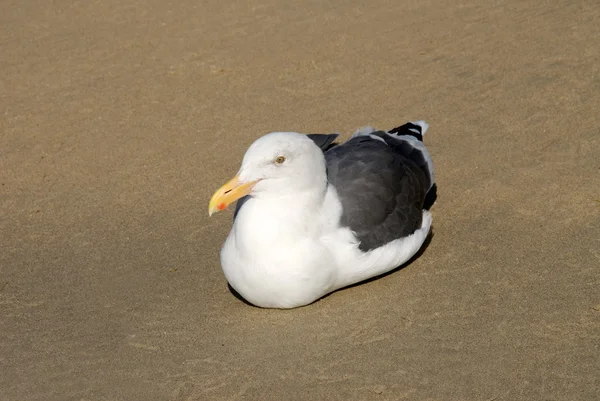 stock image Seagull resting