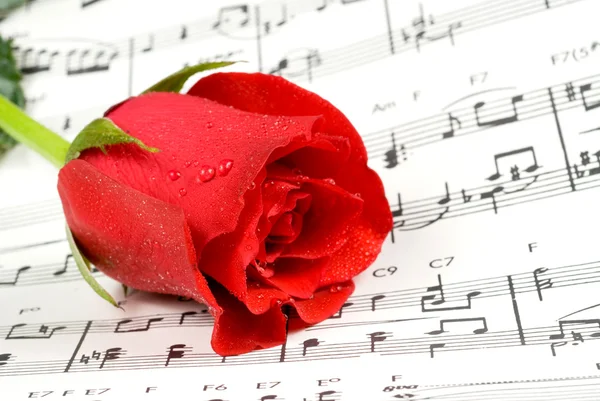 Hudební růže — Stock fotografie