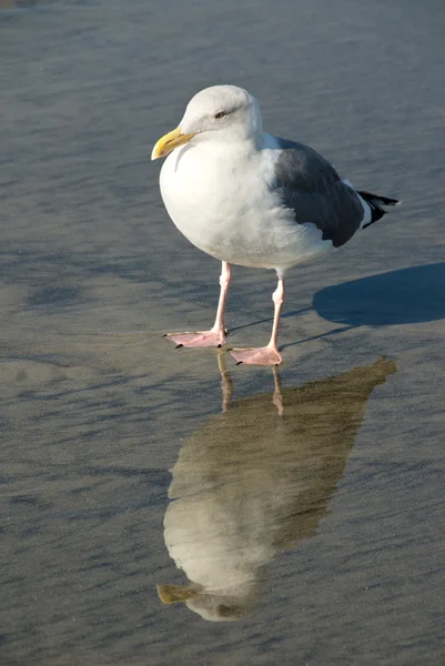 Sea gull in surfzone — Stock Photo, Image
