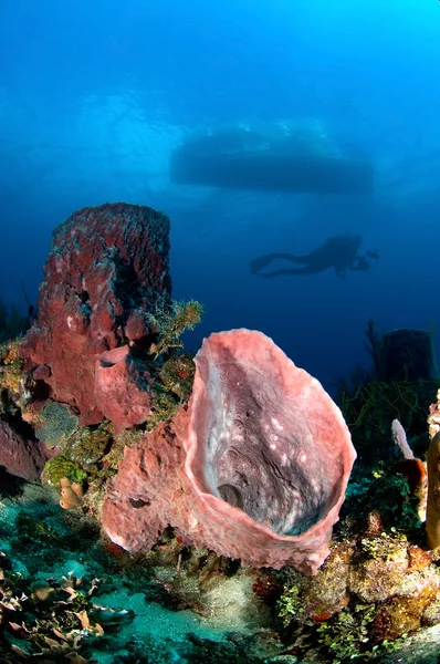 Underwater exploration — Stock Photo, Image