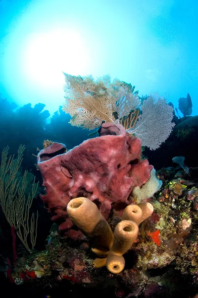 熱帯のサンゴ礁 — ストック写真