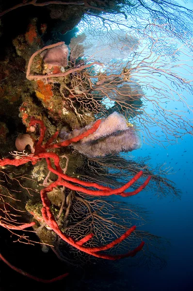 熱帯のサンゴ礁 — ストック写真
