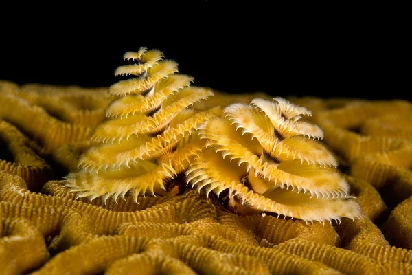 Marine worm — Stock Photo, Image