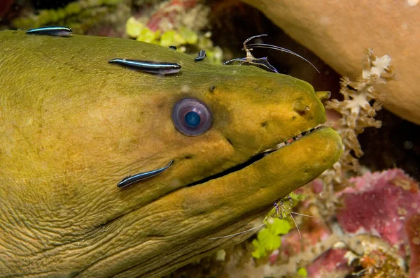 gisnt murene aal met cleaner wrasse — Stockfoto © paulvinten 3199876