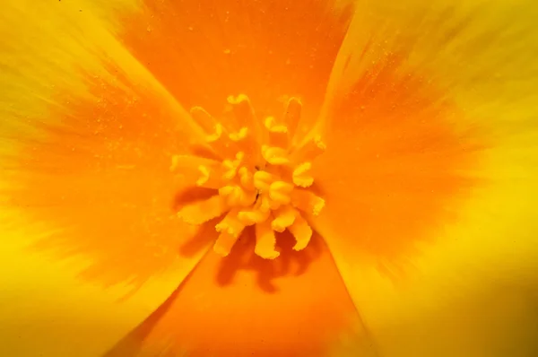 Stock image Mexican poppy