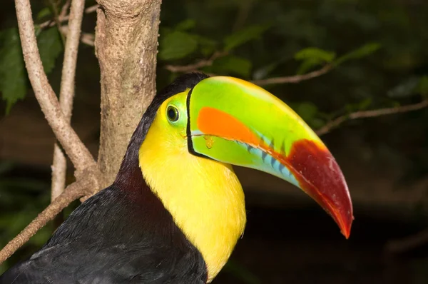Colorful Toucan — Stock Photo, Image