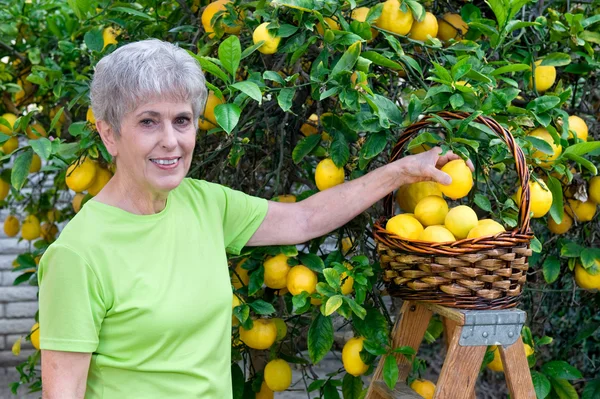 Adult picking lemons — Stock Photo, Image