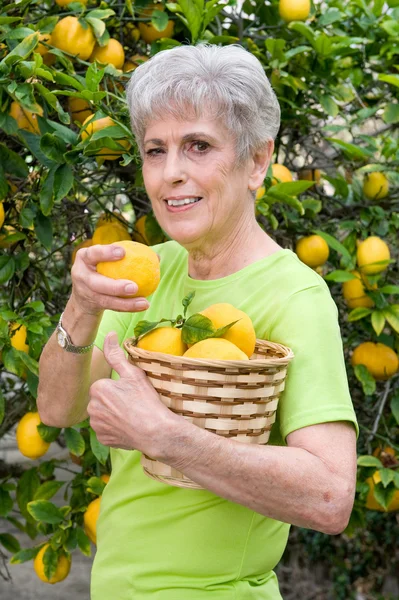 Adult picking lemons from tree — Stock Photo, Image