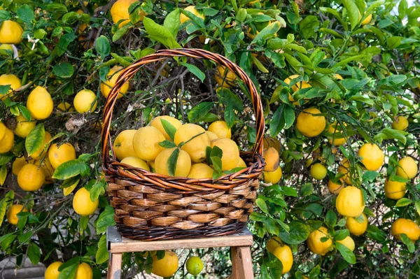 Basket of lemons freshly picked from a tree — Stock Photo, Image