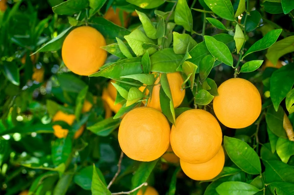 Orange tree — Stock Photo, Image