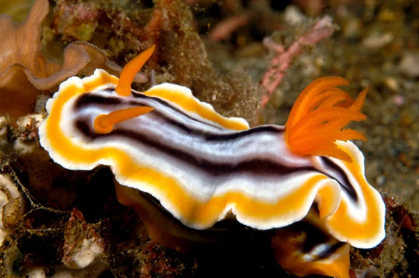 多彩的海洋蜗牛 — 图库照片