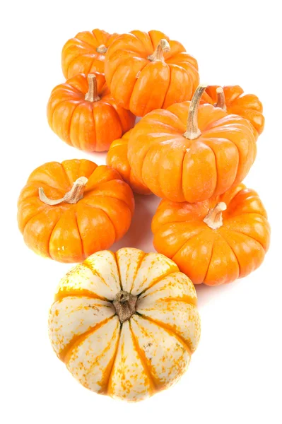 Group of pumpkins on white — Stock Photo, Image