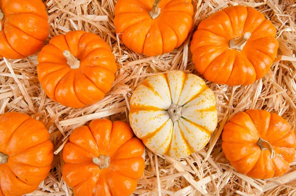 Pumpkins on hay — Stock Photo, Image