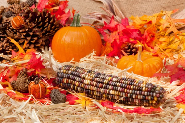 Осенняя тема с кукурузой — стоковое фото