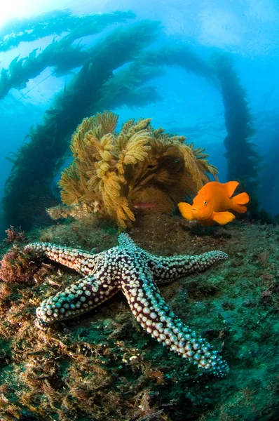 Paisaje del arrecife oceánico — Foto de Stock