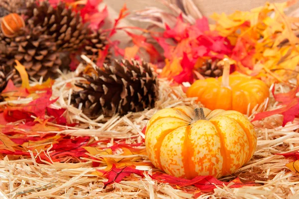 Autumn theme and pumpkin — Stock Photo, Image