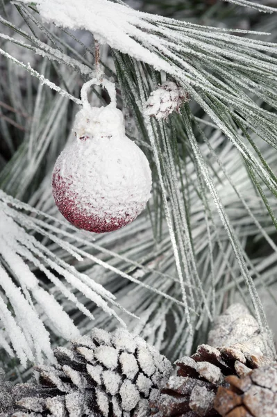 Vánoční ozdoba visí na větvi borovice — Stock fotografie