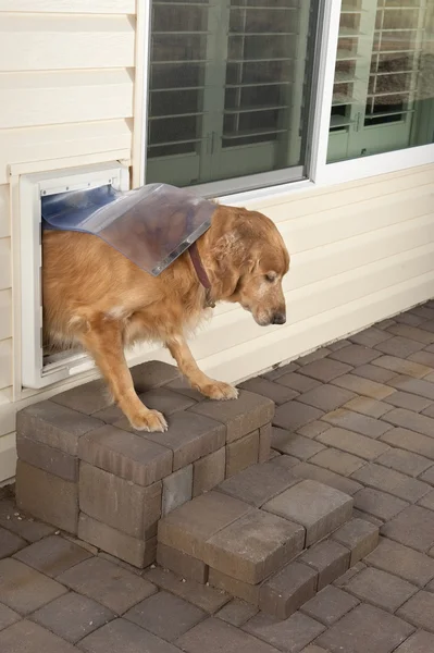 stock image Doggie door and pet