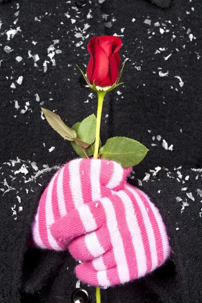 赤の冬のバラを保持している女性 — ストック写真