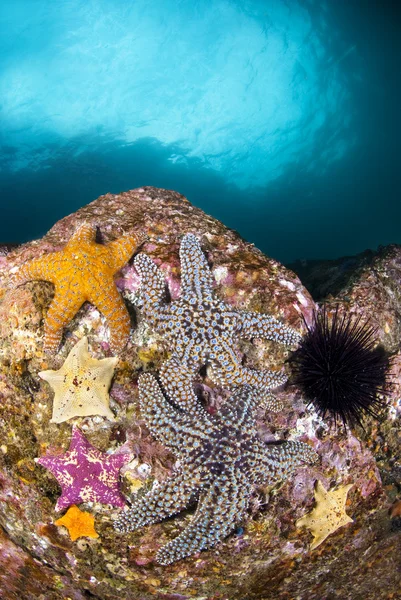 Hvězdice na útesu — Stock fotografie